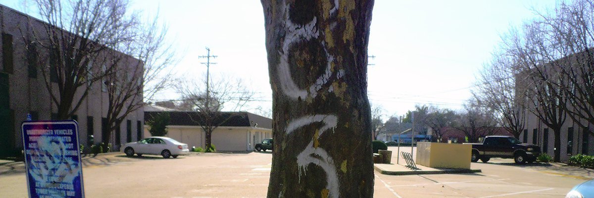 Cómo quitar pintura en aerosol de los árboles 