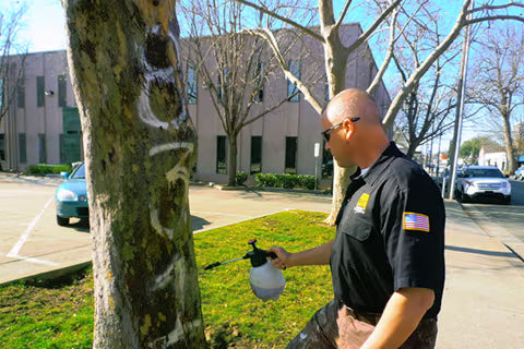 How To Remove Spray Paint From Trees