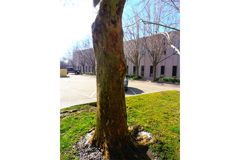 How To Remove Spray Paint From Trees